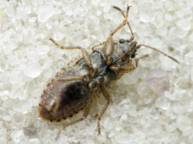 Emblethis Fieber, 1860